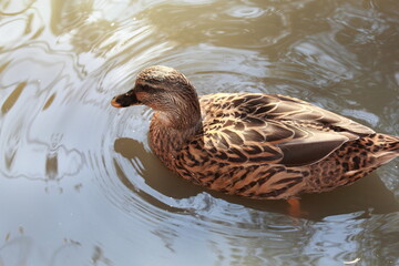 Gray Mallard or Pacific Mallard - a real duck of the genus River ducks.