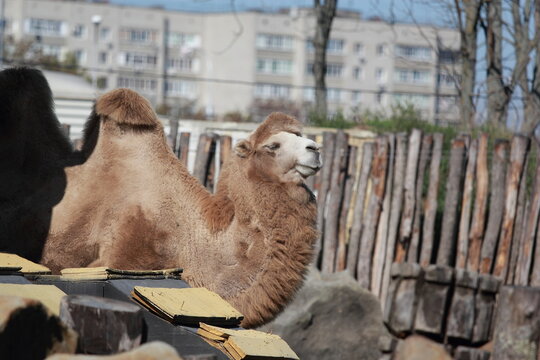 brown camel with two humps