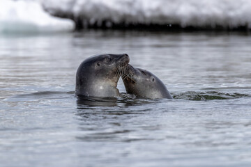Obraz premium Two harbour seals in the icy waters of Svalbard