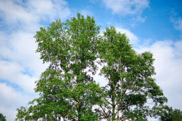 Big green tree against the sky.