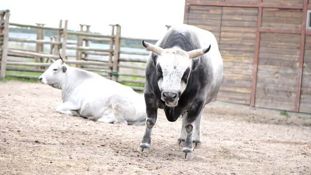 agriculture two cows on a farm stockyard bull is chewing
