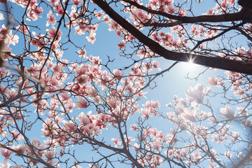 Beautiful magnolia tree. Close up magnolia flower. Spring in Uzhgorod Ukraine.