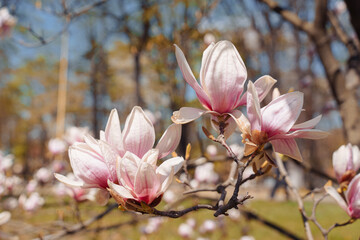 Beautiful magnolia tree. Close up magnolia flower. Spring in Uzhgorod Ukraine.