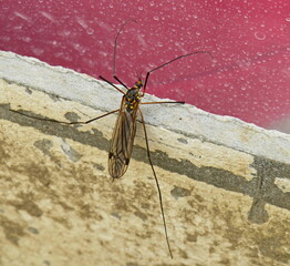 Long-legged mosquito (lat. Tipulidae) close up