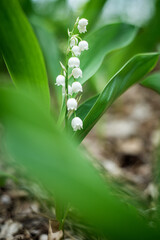 konwalie majowe  © af-mar