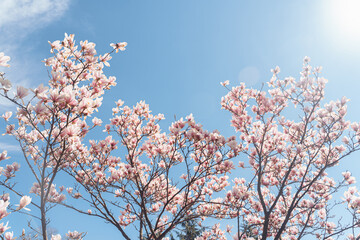 Beautiful magnolia tree. Close up magnolia flower. Spring in Uzhgorod Ukraine.