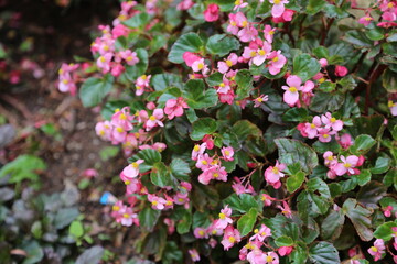 pink flowers in the garden