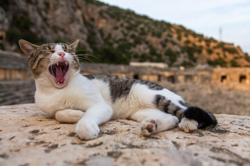 Turkey ancient city Myra and cat