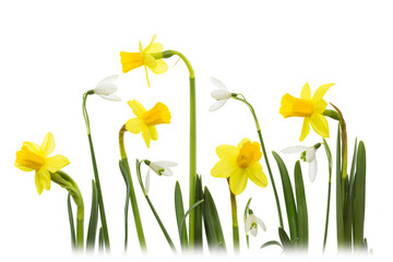 A collage of white Snowdrops (Galanthus) and daffodil flowers with a white background.