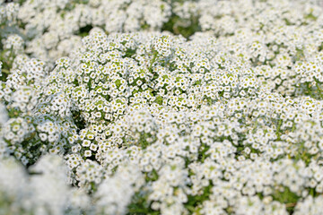 Blühender Duftsteinrich, Lobularia maritima, in Nahaufnahme