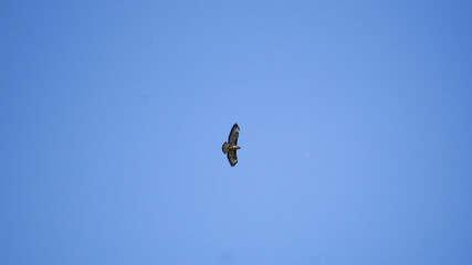 Mäusebussard auf Rundflug