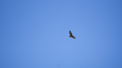 Obraz premium Mäusebussard auf Rundflug