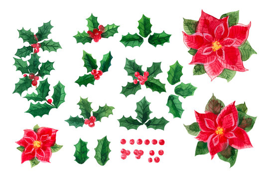 Holly flower christmas star watercolor Christmas decor. Sprigs and leaves with berries. Sketch plants