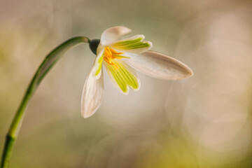 White Snowdrops (Galanthus) flower with a bokeh background.