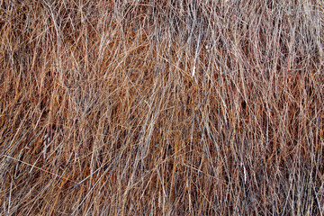 Fototapeta premium Texture of old grass. Dry grass on field.