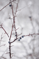 Beautiful winter views in mountains. Still life photography shoots.