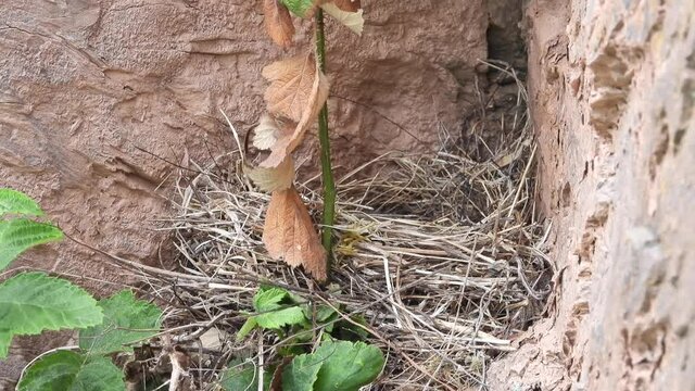 Zippammer (Emberiza cia)