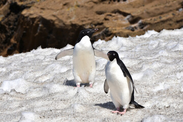 Obraz premium Adelie penguin at Brown Bluff, Antarctica