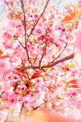 Sakura Flower or Cherry Blossom close up photo. Beautiful spring flowers. A lot of blooming pink flowers on cherry tree branches. Uzhgorod sakura.