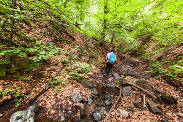 Man With Backpack Walking In Spring Forest, Adventure, Nature, Explore