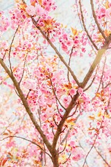 Fototapety  Sakura Flower lub Cherry Blossom z bliska zdjęcie. Piękne wiosenne kwiaty. Dużo kwitnących różowych kwiatów na gałęziach wiśni. Sakura Użhorod.