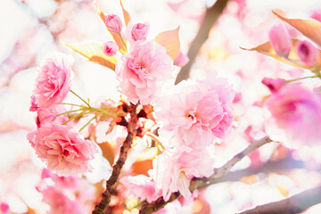Sakura Flower or Cherry Blossom close up photo. Beautiful spring flowers. A lot of blooming pink flowers on cherry tree branches. Uzhgorod sakura.