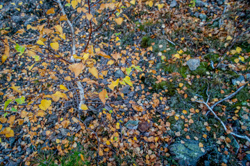 Autumn forest view from above - brown leaves and shedding trees