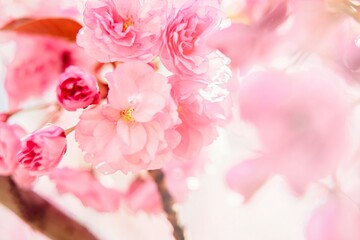 Naklejka na ściany i meble Sakura Flower or Cherry Blossom close up photo. Beautiful spring flowers. A lot of blooming pink flowers on cherry tree branches. Uzhgorod sakura.