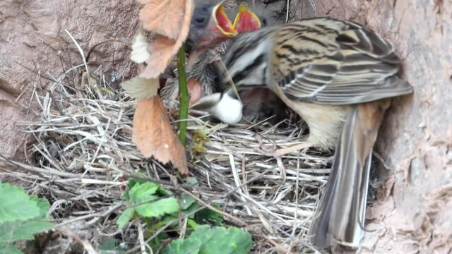 Zippammer (Emberiza cia)