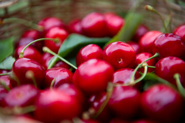 Ciliege mature raccolte dall'albero