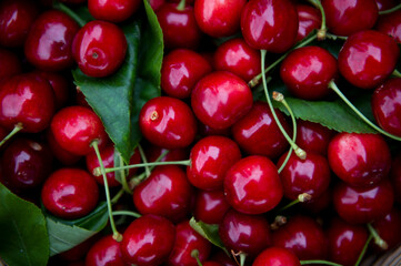 Ciliege mature raccolte dall'albero