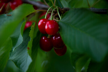 Ciliege mature raccolte dall'albero