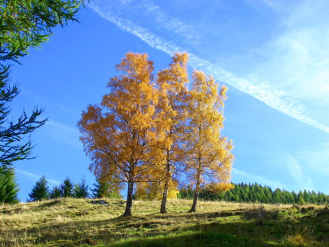 birken mit herbstlaub am mirnock, milst&auml;tter see