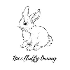 Vector Graphic of a Cute fluffy Bunny. Rabbit,
