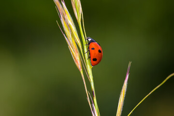 Macro photo of Ladybug in the green grass. Macro bugs and insects world.