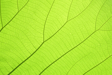 Texture background of backlight fresh green Leaf.