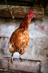 Chickens on the farm. Toned, style, color photo.