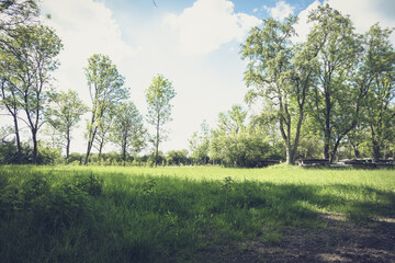 Fototapeta premium Shady green meadow with trees