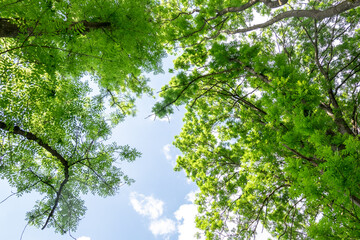 Canopy of leaves from trees on a sunny day