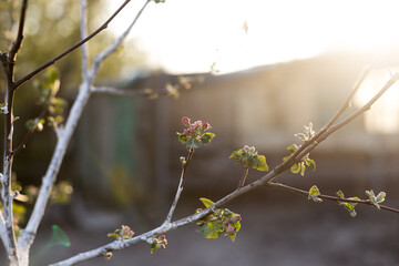 Blooming branch of a young apple tree on a sunset background.