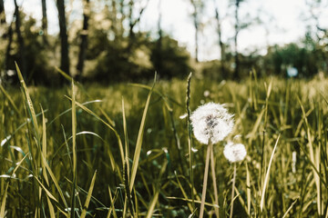 Dandelion on a green meadow