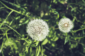 Dandelion on a green meadow