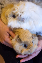 Two years old red Abyssinian Guinea pig and long hair peruvian guinea pig white and gold one with the head on top of the other.