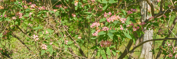 The pink flowers with green leaves, spring, Sweden 