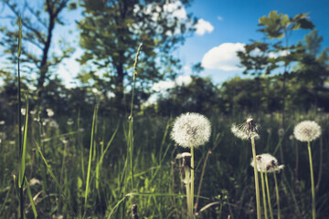 Dandelion on a green meadow
