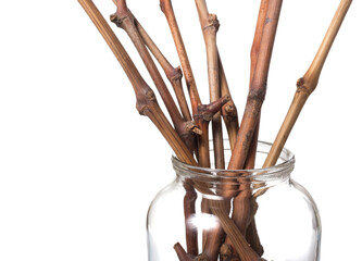 The process of growing grapes saplings from the vine.