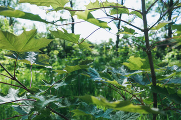 Leaves of a young tree on a green meadow