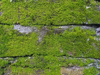 green moss on stone wall