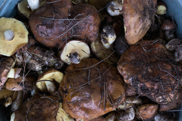 Background with full basket of fresh wild mushrooms.