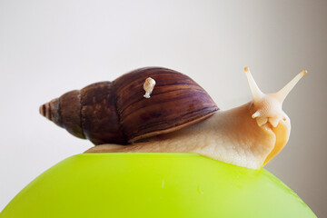 Giant African land snail, Achatina fulica